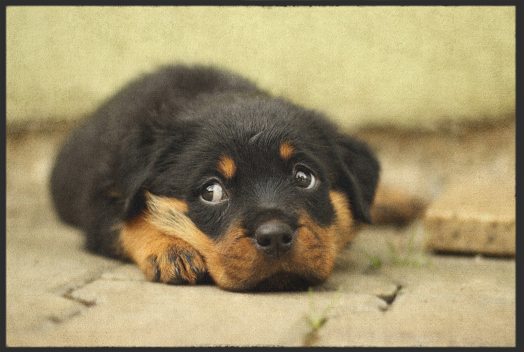 Fussmatte Hund 10396