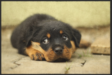 Fussmatte Hund 10396