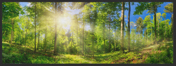 Läufer Wald 10284