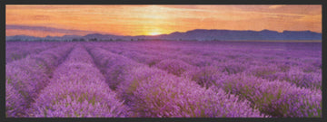 Küchenteppich Lavendel 4366-Logomatten Welt